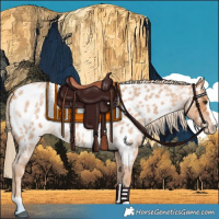 Horse Color:Red Roan Near Leopard 