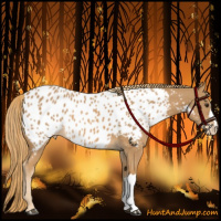 Horse Color:Chestnut Near Leopard 
