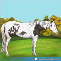 Horse Color:Liver Chestnut Sabino Splash Tobiano Appaloosa Rabicano 