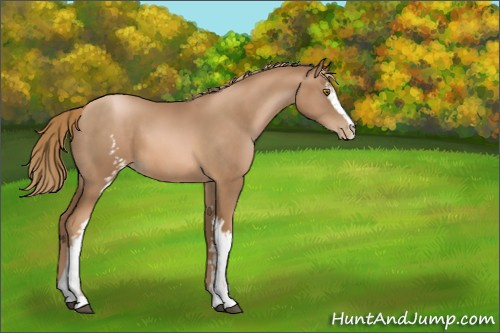 Horse Color:White Spotted Liver Chestnut Pearl Sabino 