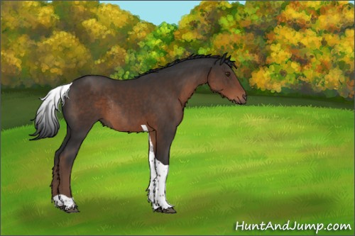 Horse Color:Liver Chestnut Tobiano Rabicano 