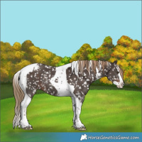 Horse Color:Liver Chestnut Sabino Splash Tobiano Blanket Rabicano 