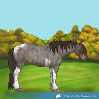 Horse Color:Liver Red Roan Tobiano Rabicano 