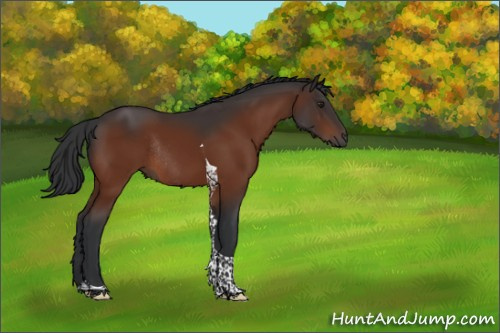 Horse Color:Brown Tobiano Rabicano 
