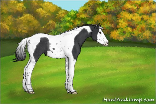 Horse Color:Black Splash Tobiano Rabicano 