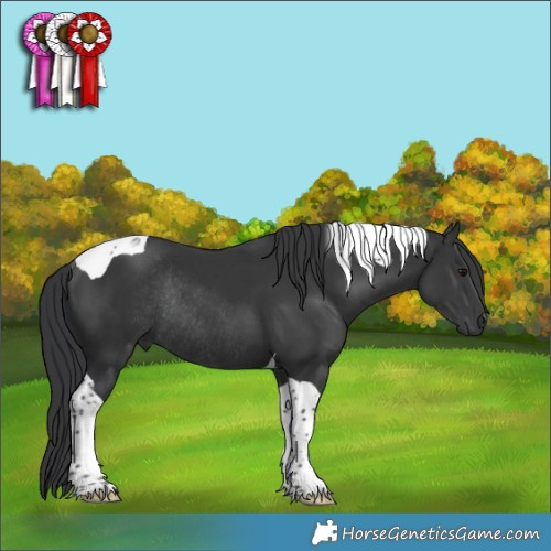 Horse Color:Black Tobiano Rabicano 