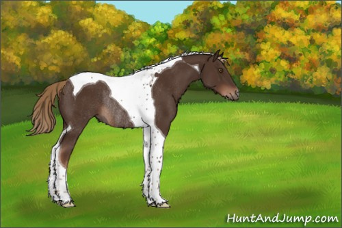 Horse Color:Liver Chestnut Tobiano Rabicano 