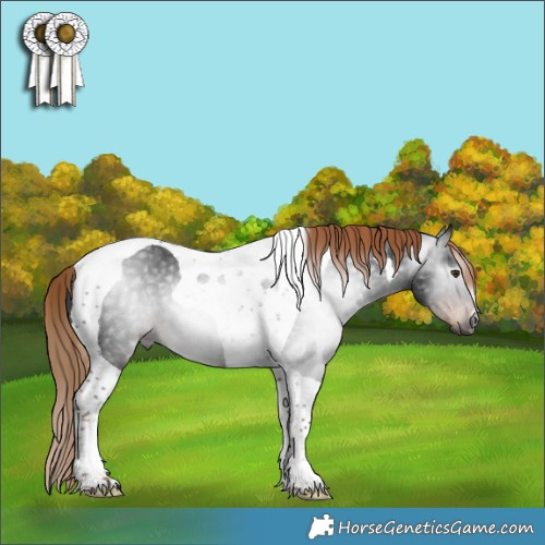 Horse Color:Gray Liver Chestnut Tobiano Rabicano 