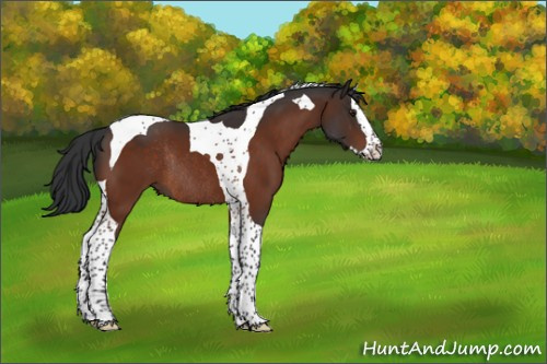 Horse Color:Brown Splash Tobiano Rabicano 