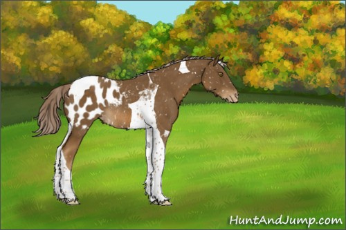 Horse Color:Chocolate Palomino Tobiano Appaloosa Rabicano 