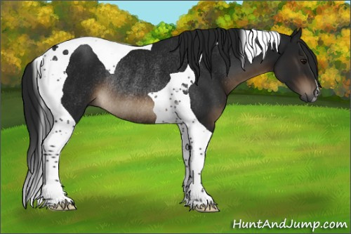 Horse Color:Gray Brown Tobiano Rabicano 