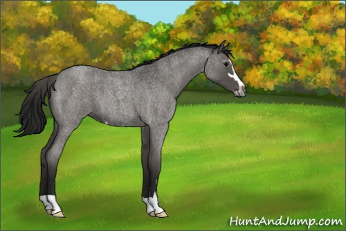 Horse Color:Gray Blue Roan Sabino