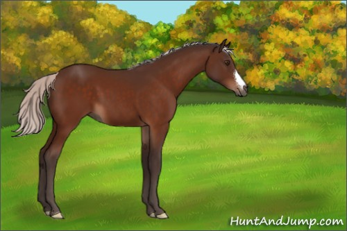 Horse Color:Silver Brown 