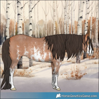 Horse Color:Bay Sabino Rabicano