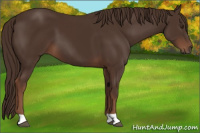 Horse Color:Liver Chestnut