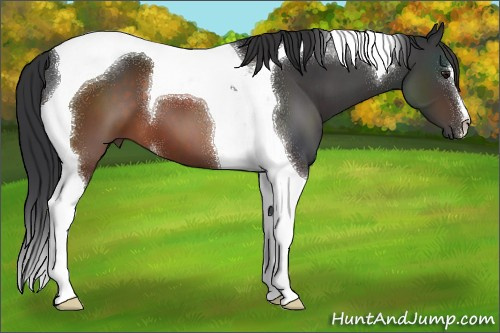 Horse Color:Brown Tobiano