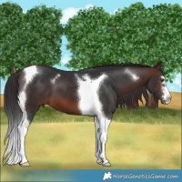 Horse Color:Brown Tobiano