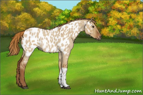 Horse Color:Gray Red Dun Roan Tobiano Appaloosa