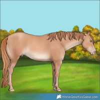 Horse Color:Gold Champagne 