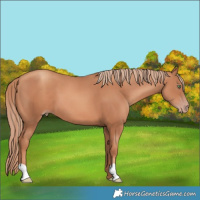Horse Color:Gold Champagne 
