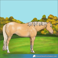 Horse Color:Gold Cream Champagne