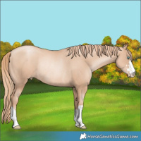 Horse Color:Gold Champagne Pearl Rabicano 
