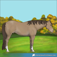 Horse Color:Classic Cream Champagne