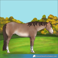 Horse Color:Amber Champagne