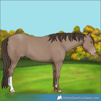 Horse Color:Classic Champagne 