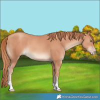 Horse Color:Gold Champagne 