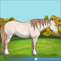Horse Color:Gold Champagne Dun 