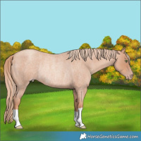 Horse Color:Gold Champagne Roan Rabicano