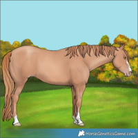 Horse Color:Gold Champagne 