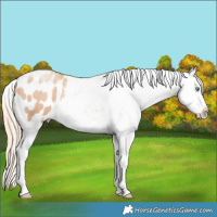 Horse Color:Gold Champagne Pearl Blanket 