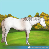 Horse Color:Gray Gold Champagne