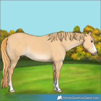 Horse Color:Red Dun