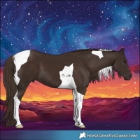 Horse Color:Liver Chestnut Tobiano