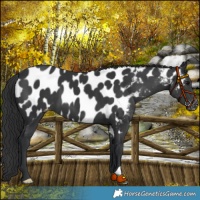 Horse Color:Black Near Leopard 