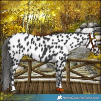 Horse Color:Black Near Leopard