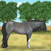Horse Color:Blue Roan 