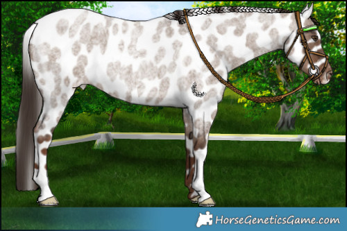 Horse Color:Liver Red Dun Roan Appaloosa 