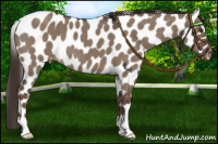 Horse Color:Liver Red Dun Roan Appaloosa