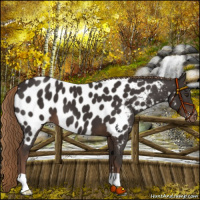 Horse Color:Liver Chestnut Near Leopard 