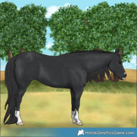 Horse Color:Black 