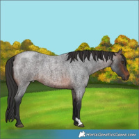 Horse Color:Brown Roan