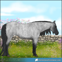 Horse Color:Blue Roan
