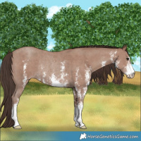Horse Color:Classic Champagne Sabino Rabicano