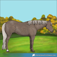 Horse Color:Silver Black