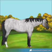 Horse Color:Grullo Roan