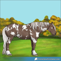 Horse Color:White Spotted Silver Black